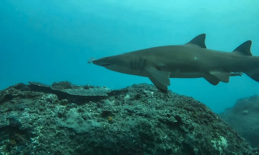 Grey Nurse Shark Double Dive, 4 Hours - Nurse Rock