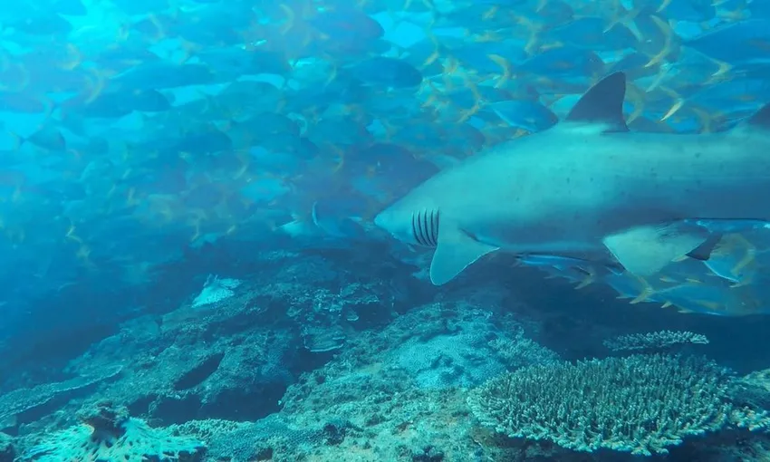 Grey Nurse Shark Double Dive, 4 Hours - Nurse Rock