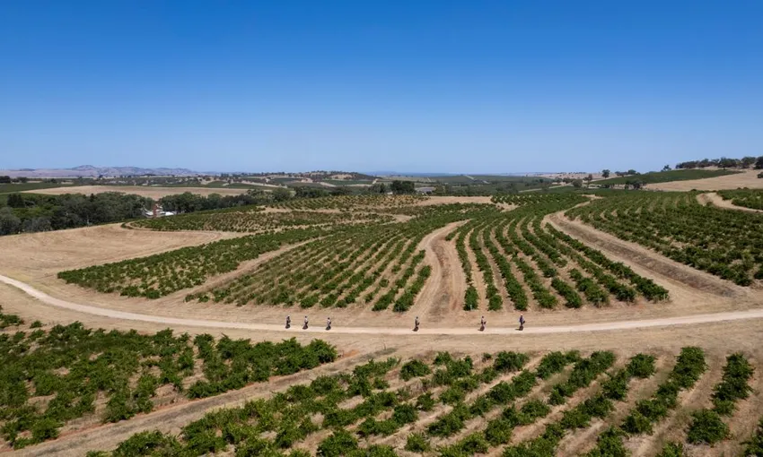 Barossa Valley Segway Tour, 90 Minutes