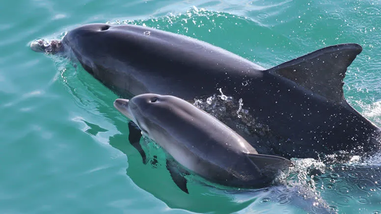 South Coast Passage Wildlife Cruise , 2 Hours