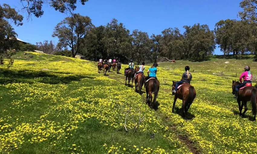 Jarrahdale Horse Trail Ride, 2 Hours