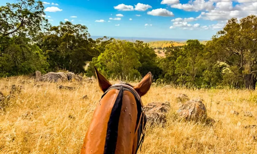 Jarrahdale Horse Trail Ride, 2 Hours