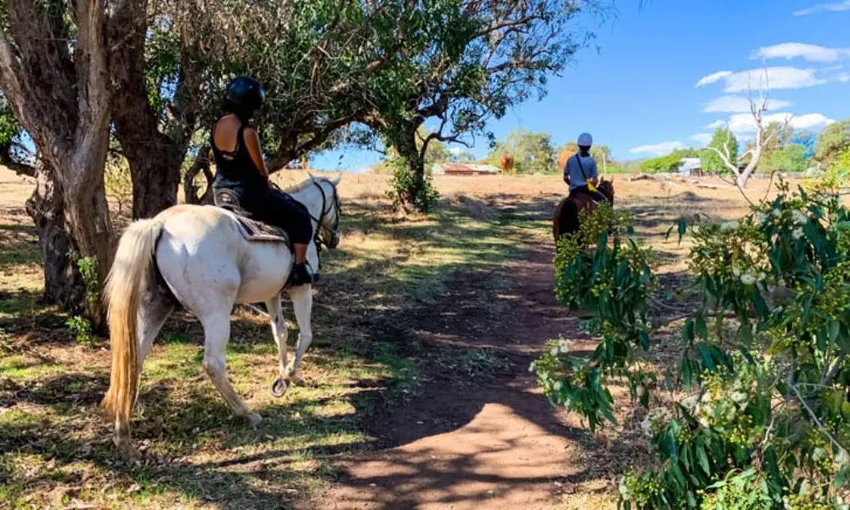 Jarrahdale Horse Trail Ride, 2 Hours