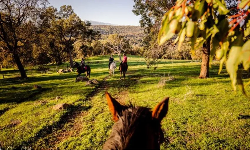 Jarrahdale Horse Trail Ride, 2 Hours 