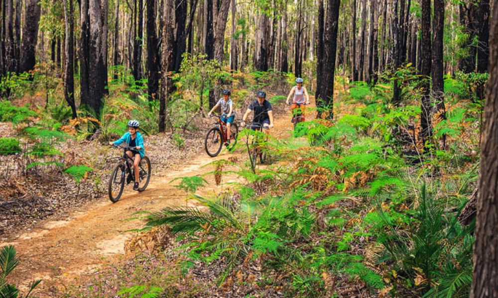 Dwellingup Munda Biddi Trail Mountain Biking,  Full Day