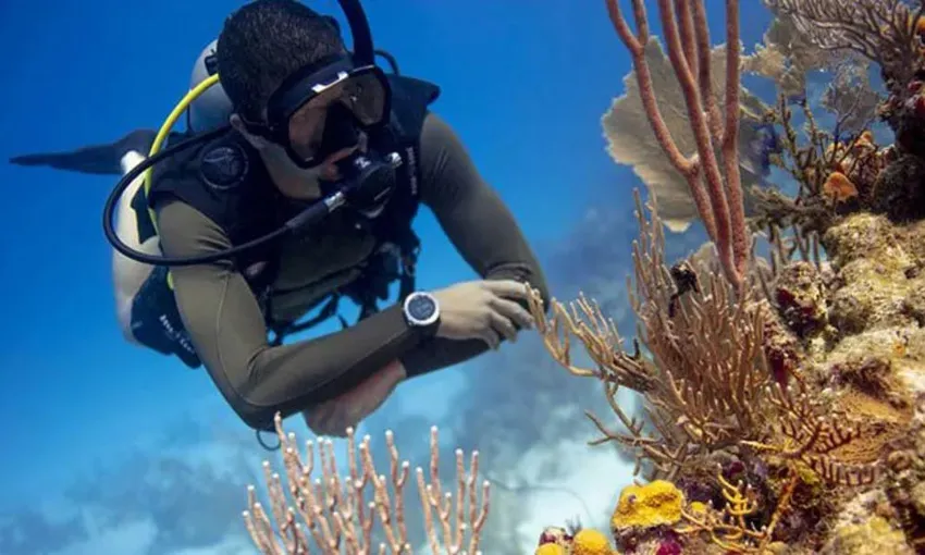 Sydney Introductory Scuba Diving Session, 4 Hours 