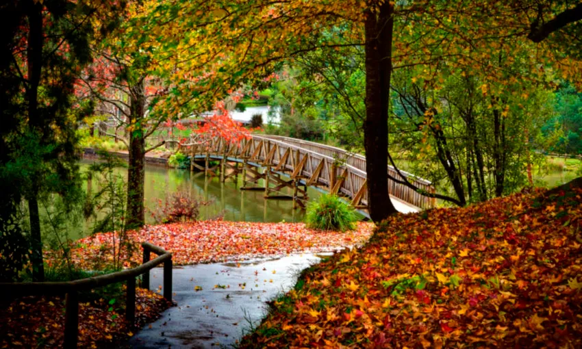 Puffing Billy Scenic Railway From Belgrave - Book Now | Experience Oz