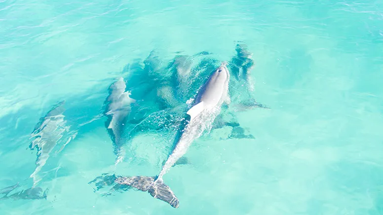 Private Surf Lesson, 2 Hours - Yorke Peninsula