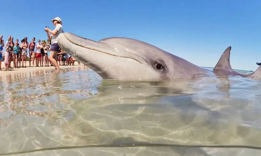 Scenic Flight to Shark Bay and Monkey Mia From Perth, Full Day