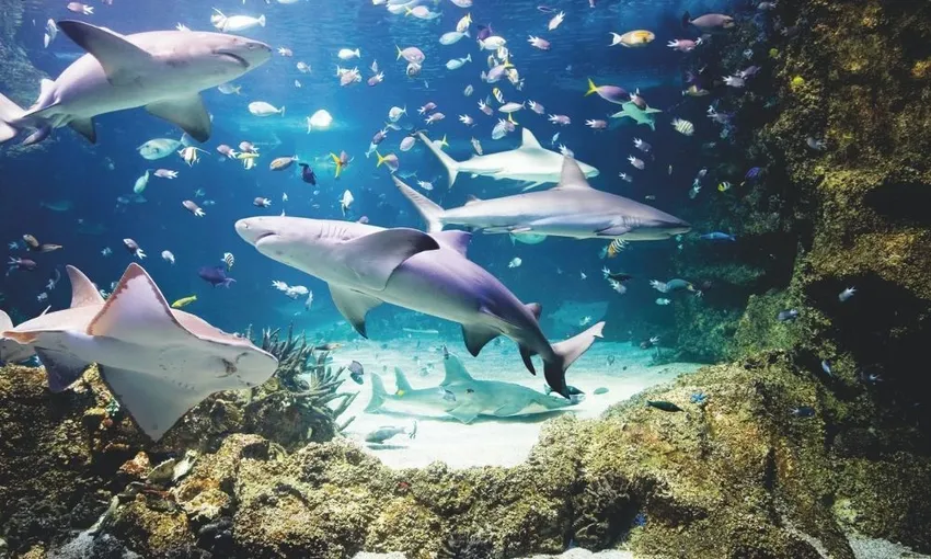 SEA LIFE Sydney Aquarium General Admission | Experience Oz