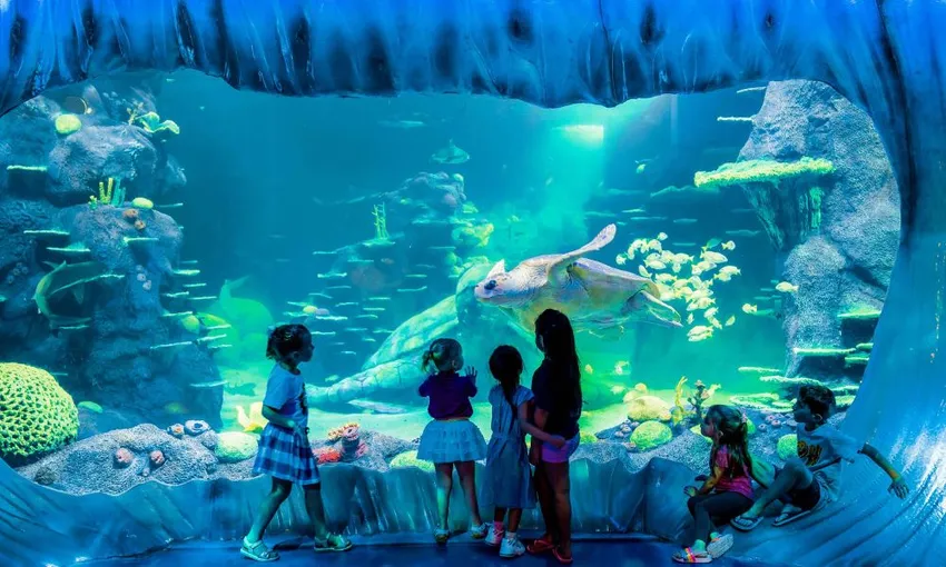 SEA LIFE Sydney Aquarium General Admission | Experience Oz