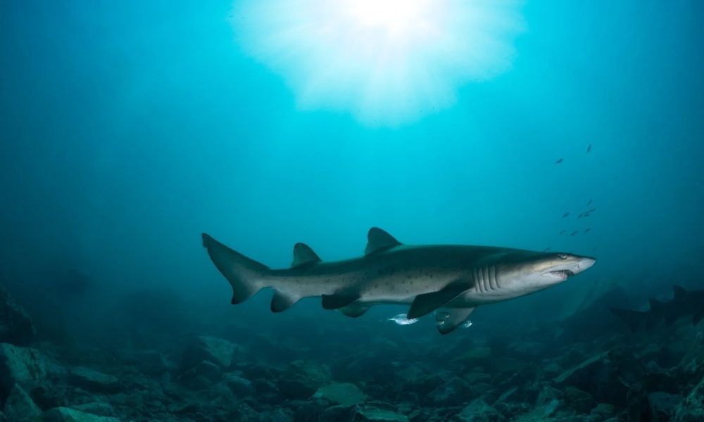 Bushrangers Bay Scuba Dive With Grey Nurse Sharks
