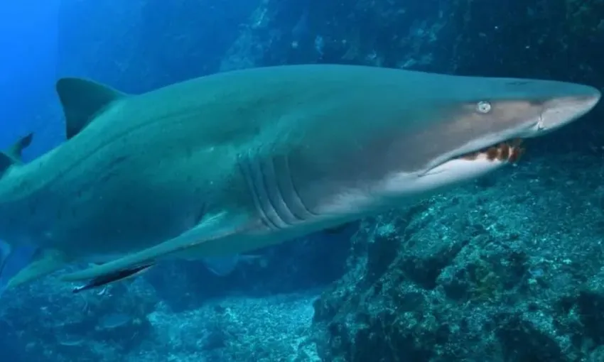 Bushrangers Bay Scuba Dive With Grey Nurse Sharks