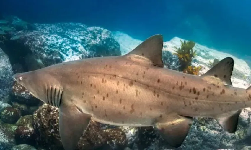 Bushrangers Bay Scuba Dive With Grey Nurse Sharks