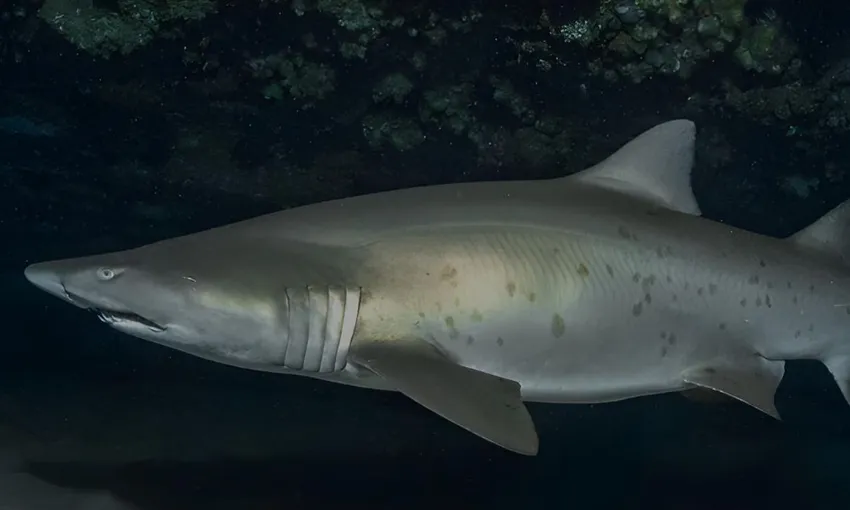 Bushrangers Bay Scuba Dive With Grey Nurse Sharks