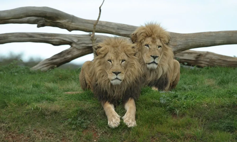 Melbourne Attractions Pass | Experience Oz-5