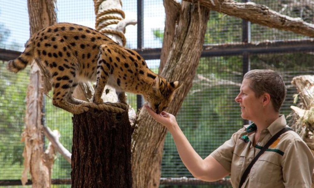 African Cat Experience at Werribee Open Range Zoo