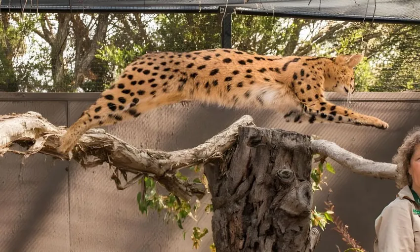 African Cat Experience at Werribee Open Range Zoo