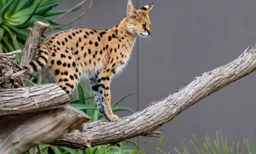 African Cat Experience at Werribee Open Range Zoo