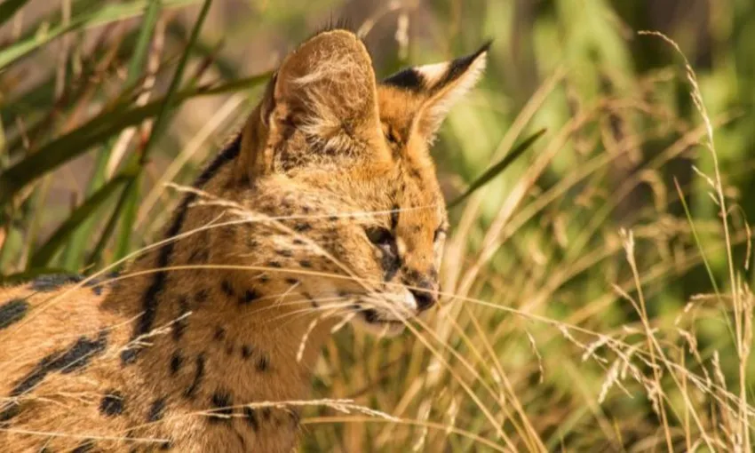 African Cat Experience at Werribee Open Range Zoo