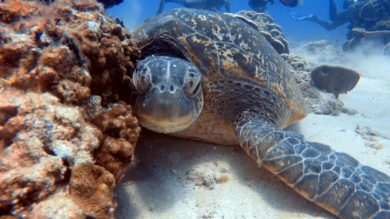 Sunshine Coast Open Water Scuba Diver Course, 3 Days