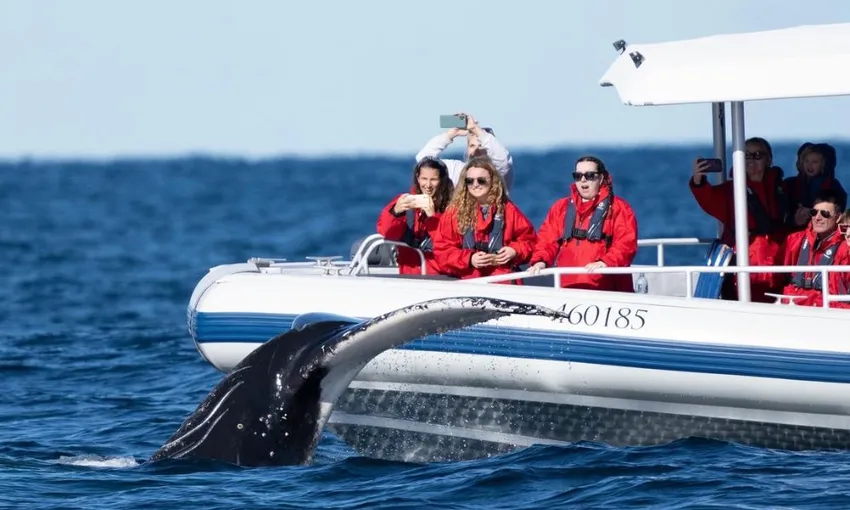 Byron Bay Fast Boat Whale Watch Cruise – Book Now | Experience Oz