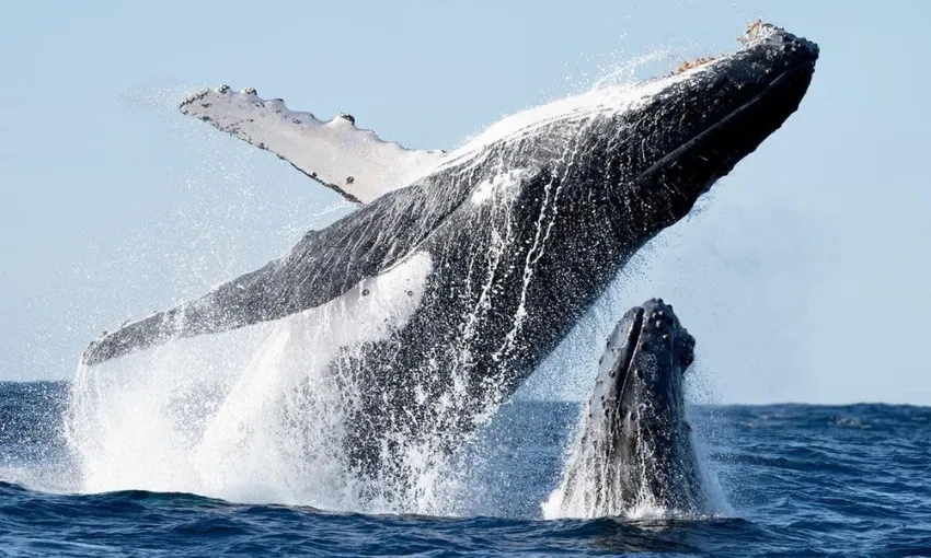 Byron Bay Fast Boat Whale Watch Cruise – Book Now | Experience Oz