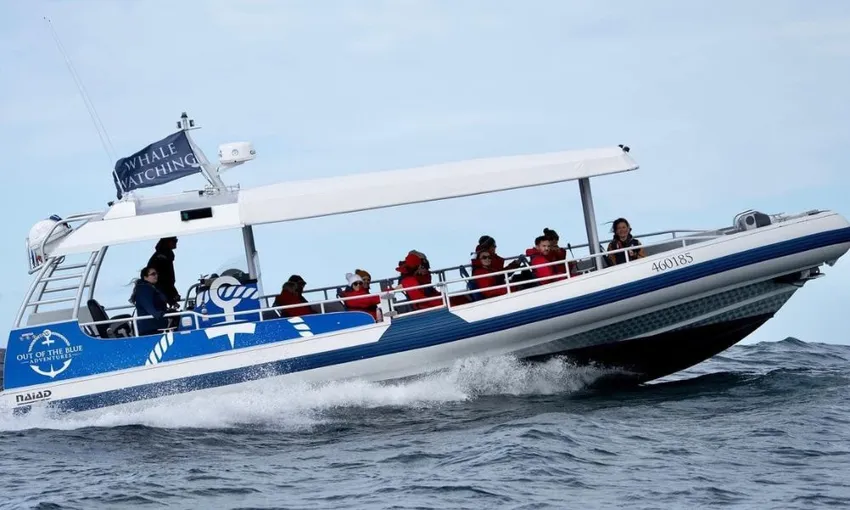 Byron Bay Fast Boat Whale Watch Cruise – Book Now | Experience Oz