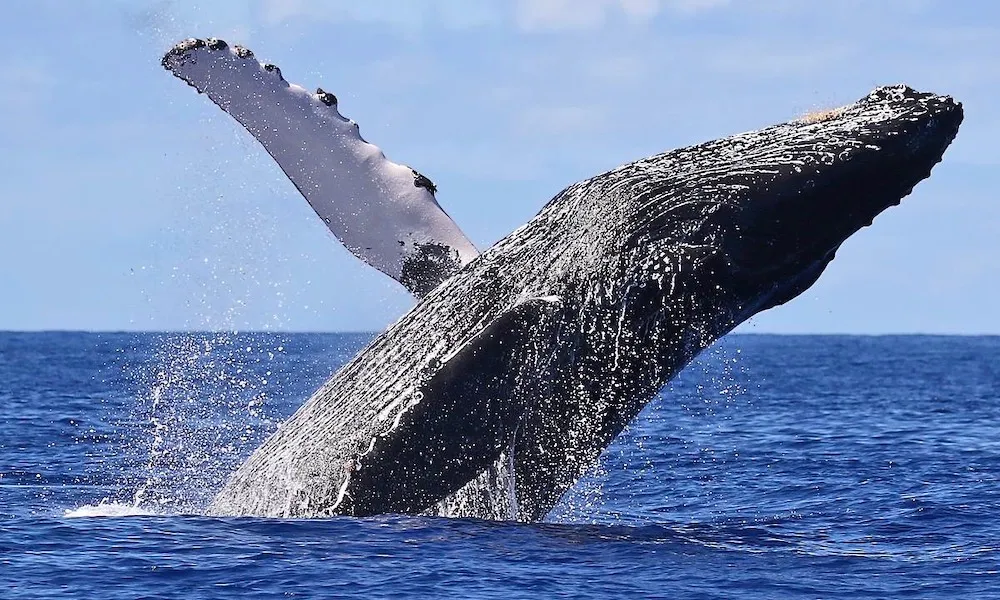 Byron Bay Fast Boat Whale Watch Cruise – Book Now | Experience Oz-3