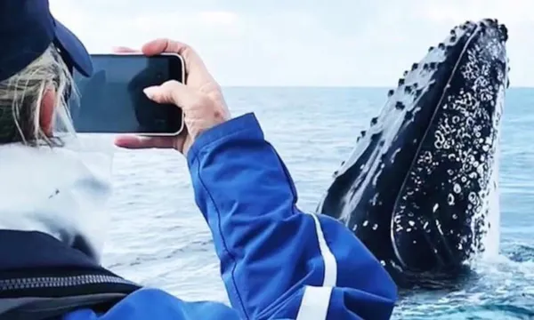 Premier Whale Watching Cruise - Byron Bay – 2 Hours