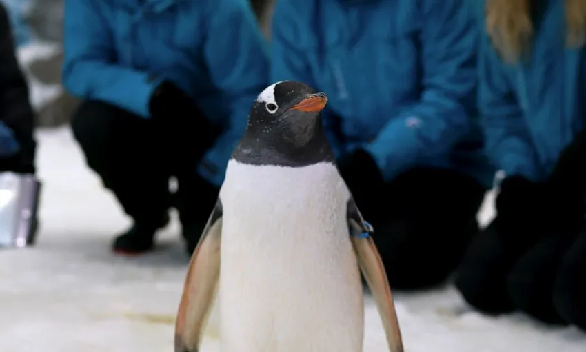 Penguins Antarctic Adventure at Sea World