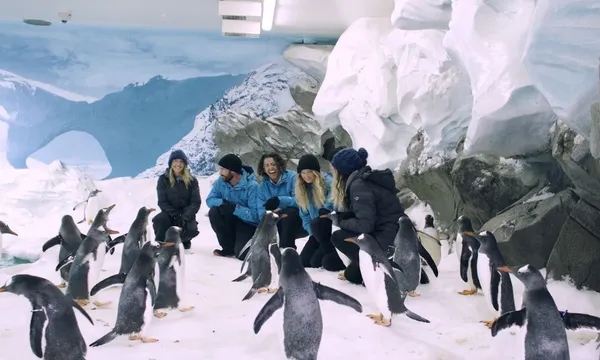 Penguins Antarctic Adventure at Sea World