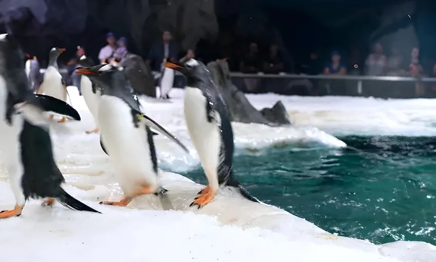 Penguins Antarctic Adventure at Sea World
