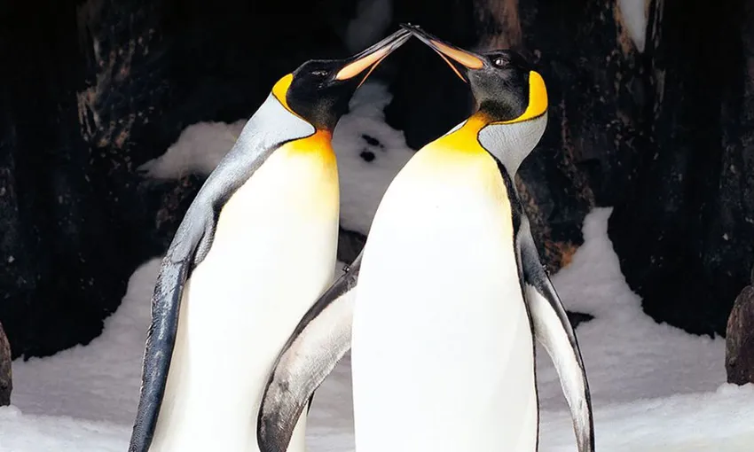 Penguins Antarctic Adventure at Sea World