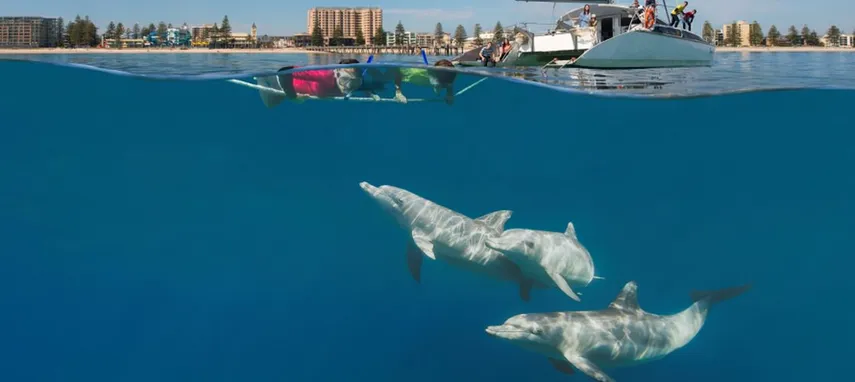 Cruise and Swim with Wild Dolphins - Adelaide