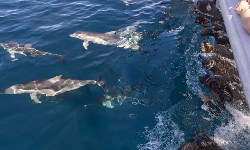 Cruise and Swim with Wild Dolphins - Adelaide