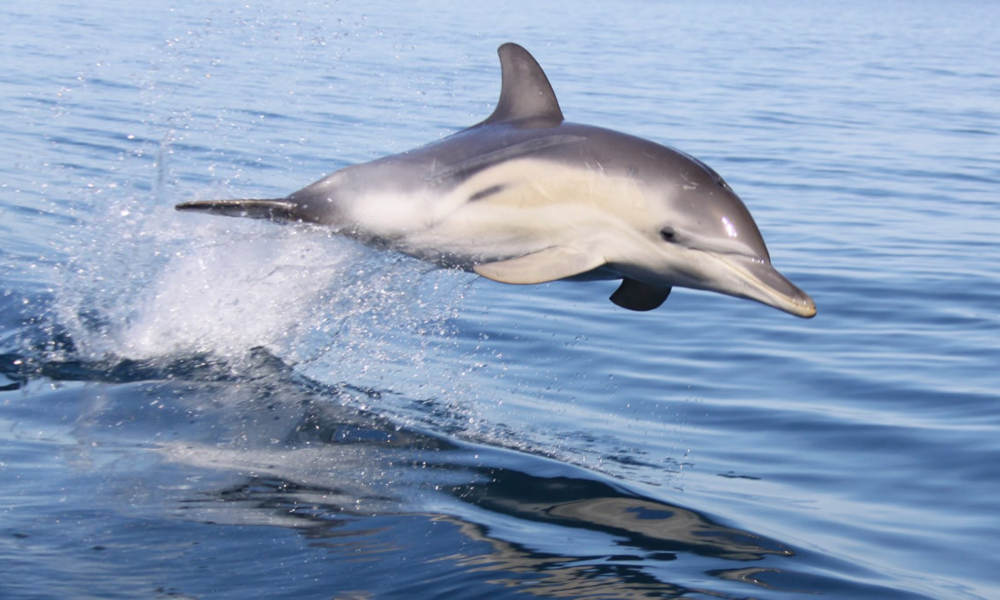 Cruise and Swim with Wild Dolphins - Adelaide
