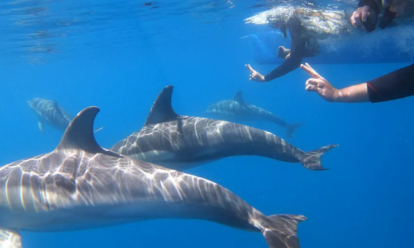 Cruise and Swim with Wild Dolphins - Adelaide
