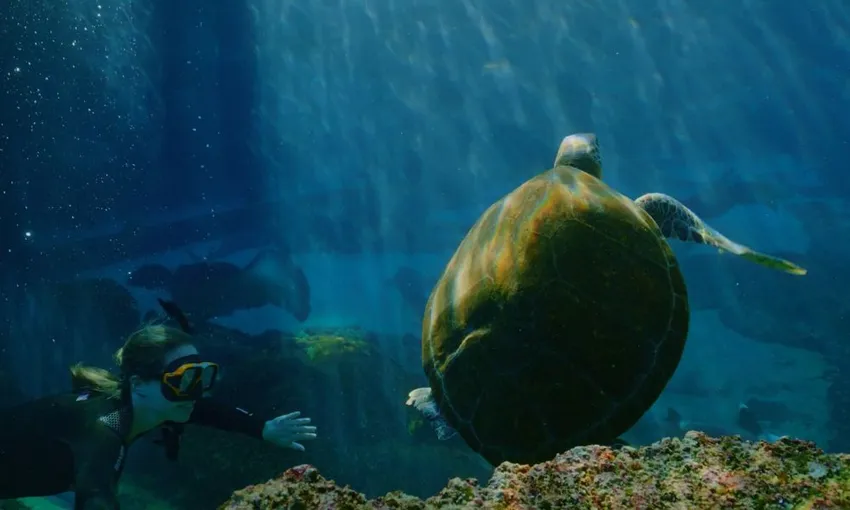 Tropical Reef Snorkel at Sea World