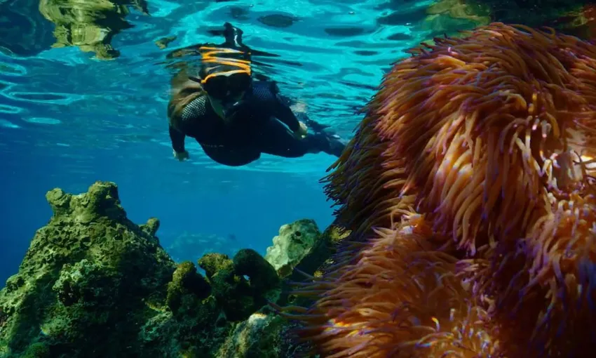 Tropical Reef Snorkel at Sea World
