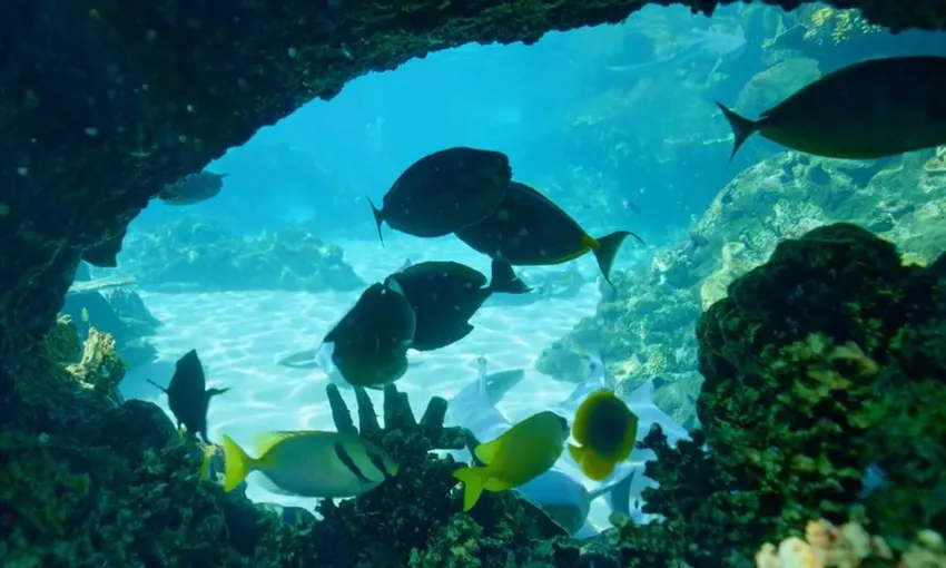 Tropical Reef Snorkel at Sea World