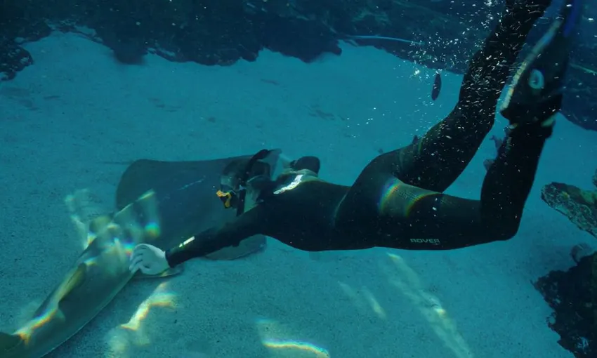 Tropical Reef Snorkel at Sea World