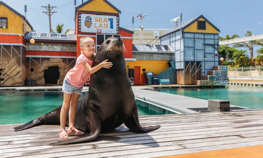 Seal Encounter at Sea World Surfers Paradise