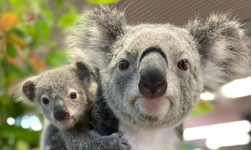 Cairns Koalas & Creatures Entry & Koala Photo | Experience Oz