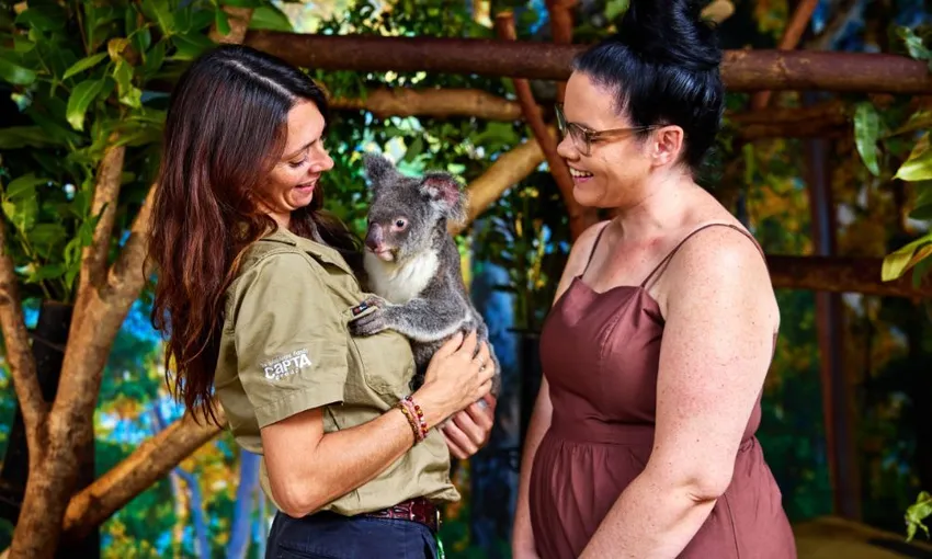 Cairns Koalas & Creatures Entry & Koala Photo | Experience Oz