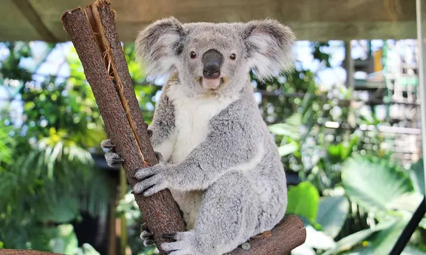 Cairns Koalas & Creatures Entry & Koala Photo | Experience Oz