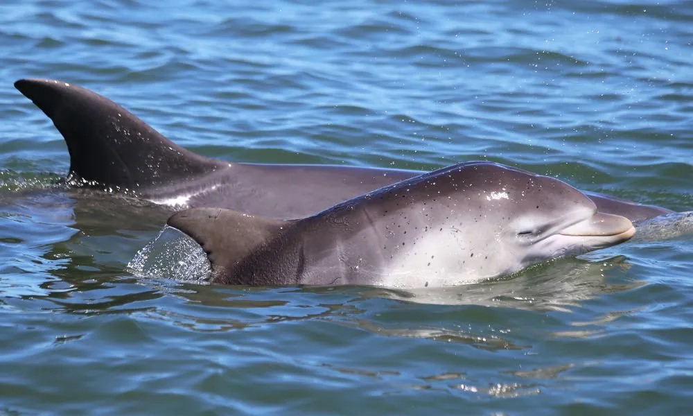 Mandurah Giants & Dolphin Sightseeing Cruise | Experience OZ-2