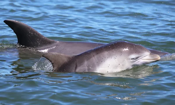 Mandurah Giants & Dolphin Sightseeing Cruise - 2 Hours