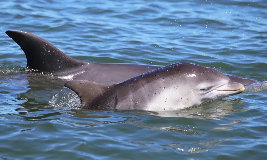 Mandurah Giants & Dolphin Sightseeing Cruise | Experience OZ