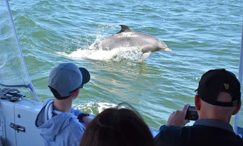 Mandurah Giants & Dolphin Sightseeing Cruise | Experience OZ